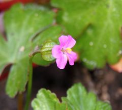 Geranium lucidum