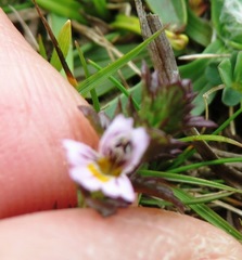 Euphrasia tetraquetra
