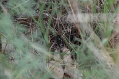 Otiorhynchus alutaceus