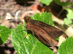 Hesperiidae