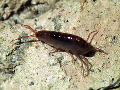 Arcitalitrus
