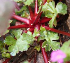 Geranium lucidum