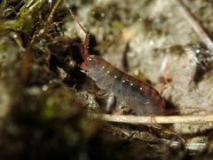 Arcitalitrus
