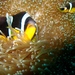 Seychelles Anemonefish - Photo (c) Greg Tee, some rights reserved (CC BY)