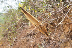 Strophanthus divaricatus