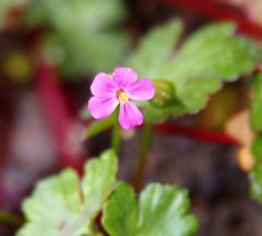 Geranium lucidum