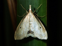 Clepsicosma iridia