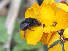 Anthophora