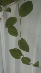 Paederia lanuginosa