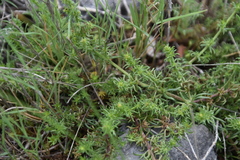 Galium firmum
