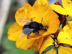 Anthophora