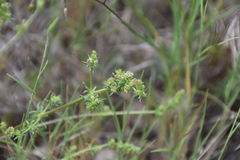 Galium firmum