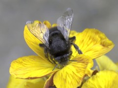 Anthophora