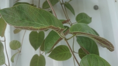 Paederia lanuginosa