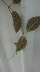 Paederia lanuginosa
