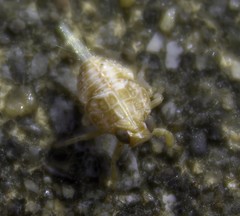 Issus coleoptratus