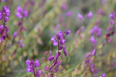 Polygala nicaeensis