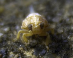 Issus coleoptratus