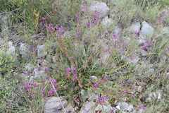 Polygala nicaeensis