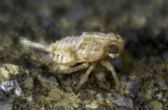 Issus coleoptratus