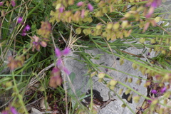 Polygala nicaeensis