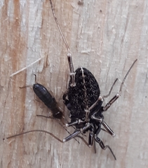 Egaenus convexus
