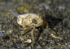 Issus coleoptratus