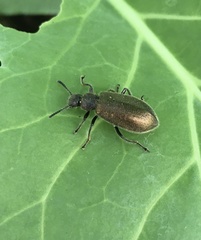 Lagria villosa