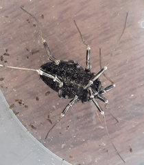 Egaenus convexus