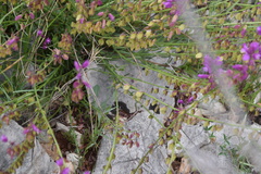 Polygala nicaeensis