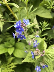 Pentaglottis sempervirens