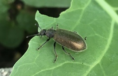 Lagria villosa
