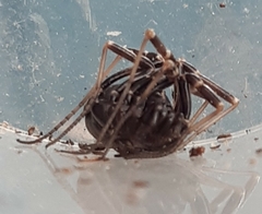 Egaenus convexus