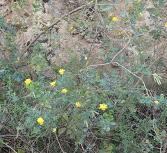 Argyrolobium polyphyllum