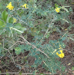 Argyrolobium polyphyllum