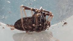 Egaenus convexus