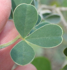 Argyrolobium polyphyllum