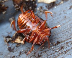 Chrysolina bankii