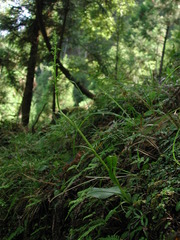 Platanthera longicalcarata