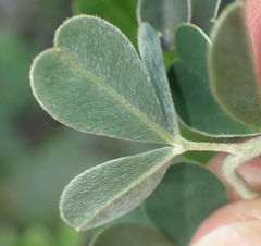 Argyrolobium polyphyllum