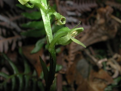 Platanthera longicalcarata