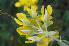 Argyrolobium polyphyllum