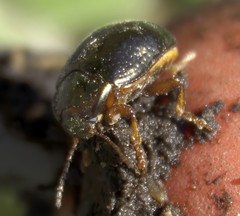 Chrysolina bankii