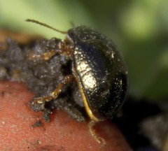 Chrysolina bankii