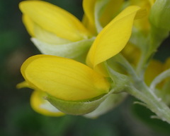 Argyrolobium polyphyllum