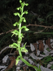 Platanthera longicalcarata
