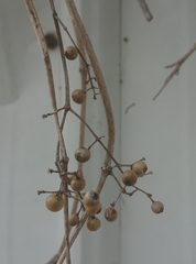 Paederia lanuginosa