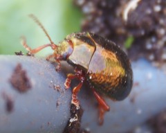 Chrysolina bankii
