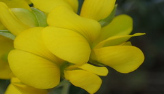 Argyrolobium polyphyllum