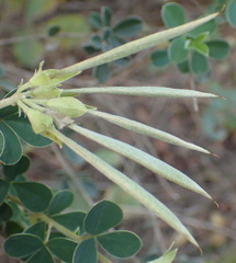 Argyrolobium polyphyllum
